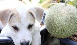 狗狗可吃哈密瓜,揭秘哈密瓜的甜蜜诱惑