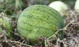 天冷在家吃瓜,暖意盎然的瓜界盛宴