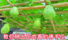 佛手瓜 种子 吃,探索营养与美味的双重享受