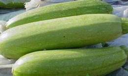 宝宝吃茭瓜的做法,营养美味，轻松制作