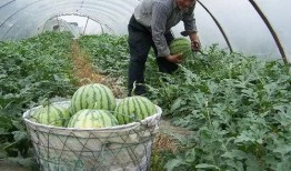 安徽人吃沙瓜还是脆瓜,沙瓜与脆瓜的甜蜜对决