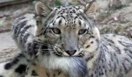 雪豹瓜怎么吃,解锁美味新体验