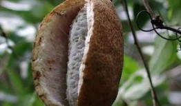 手术后吃八月瓜可以吗,手术后适宜食用八月瓜