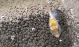 胡子 瓜怎么吃,解锁美味新体验