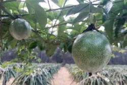 吃瓜群田心三水,吃瓜群里的欢乐时光