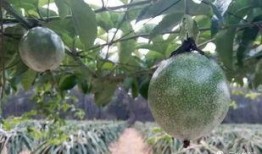 吃瓜群田心三水,吃瓜群里的欢乐时光