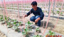 吃瓜酒泉,吃瓜群众的美食之旅