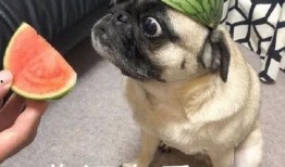 新加坡吃瓜,探寻热带风情的“吃瓜”盛宴