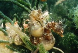 海马吃瓜视频,揭秘海洋生物的趣味食性