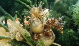 海马吃瓜视频,揭秘海洋生物的趣味食性