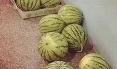 吃瓜人的吃瓜精神,全民狂欢背后的社会现象解析