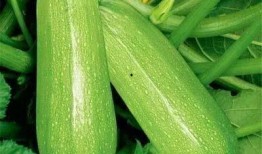 吃瓜可瓜,吃瓜群众眼中的瓜界风云