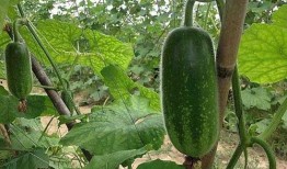 苏州毛瓜怎么吃,苏州毛瓜的多样食法探索