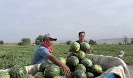 冠县吃瓜,探寻瓜果飘香的独特风味