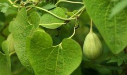 吃梢瓜利尿吗,天然利尿佳品，轻松缓解水肿困扰”