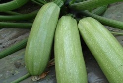 吃瓜缓解压力,轻松享受的减压新方式