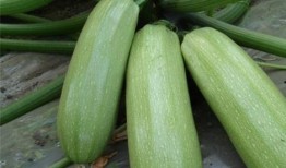 吃瓜缓解压力,轻松享受的减压新方式