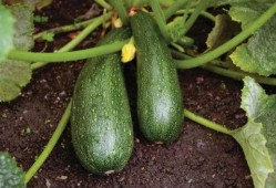 秋季吃哪三瓜,吃好这三瓜，健康一整秋