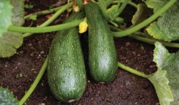 秋季吃哪三瓜,吃好这三瓜，健康一整秋