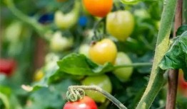 紫薇吃瓜吗,娱乐圈的吃瓜达人，揭秘明星幕后故事