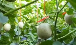 吃网纹瓜放屁,揭秘吃瓜放屁的秘密