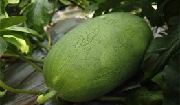 麒麟瓜甜了吗怎么吃,甜度鉴定与食用指南