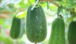 吃瓜人的吃瓜精神,全民狂欢背后的社会现象解析