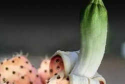 炸裂的小白瓜怎么吃,创意美食新体验