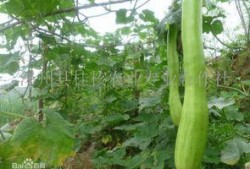 砍瓜怎么吃为好,探索美味新境界