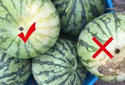 黑藤吃瓜,揭秘娱乐圈背后的秘密与真相