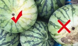 黑藤吃瓜,揭秘娱乐圈背后的秘密与真相