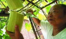 能砍着吃的砍瓜,一瓜多味，尽享田园风味