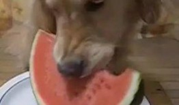 吃瓜小小西,揭秘娱乐圈背后的那些事儿