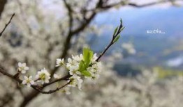 小梨花吃瓜,揭秘娱乐圈幕后故事