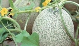 吃田瓜怎么留种,如何科学留种，培育优质新苗