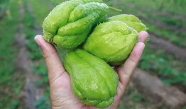 黄金蓝瓜怎么吃,解锁美味新体验