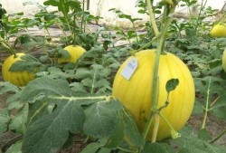 今年吃瓜年年有