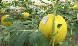 今年吃瓜年年有