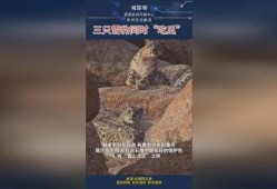 雪豹瓜怎么吃,解锁美味新体验