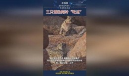 雪豹瓜怎么吃,解锁美味新体验