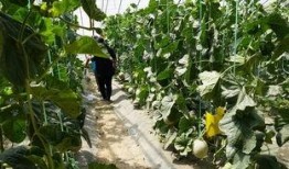 李子吃瓜群众视频播放,揭秘热门视频背后的故事