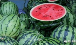 吃瓜买瓜卖瓜,吃瓜、买瓜、卖瓜的趣味人生