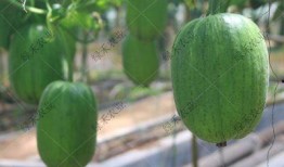 济南中铁吃瓜,吃瓜群众的美食探秘之旅