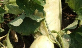 骚瓜可以吃吗,揭秘其食用价值与食用方法