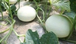 玉菇瓜能怎么吃