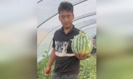 老公种瓜老婆吃瓜视频,夫妻共享种瓜成果，温馨视频传递家庭幸福