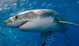 重庆大白鲨吃瓜,揭秘神秘海洋生物习性