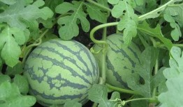 吃瓜小池,揭秘娱乐圈幕后故事