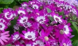 吃瓜叶菊的虫子,常见虫害及防治方法