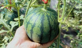 护肤界吃瓜,那些你不知道的“吃瓜”真相